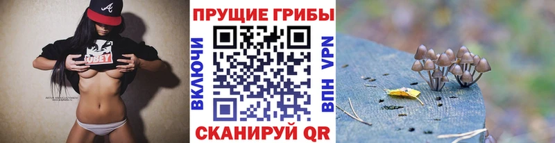 блэк спрут зеркало  Усолье  Галлюциногенные грибы Psilocybine cubensis 